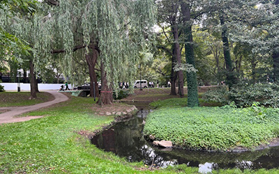 Central Lawn